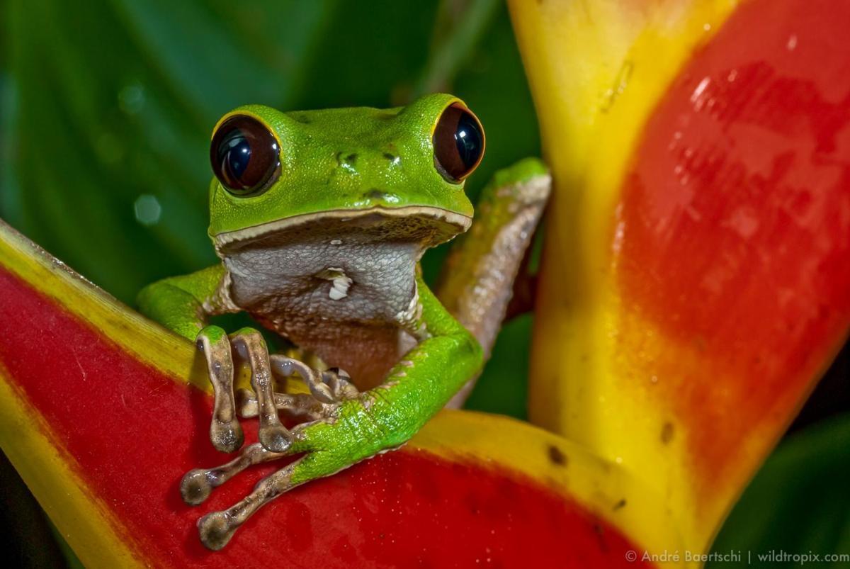 הוילה פוארטו מלדונדו Casa Amazonas מראה חיצוני תמונה